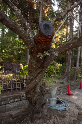 Kamakura